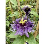 Eetbare tuin-edible garden Passiflora edulis - Grenadille