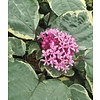 Bloemen-flowers Clerodendrum bungei 'Pink Diamond'