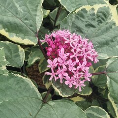 Bloemen-flowers Clerodendrum bungei 'Pink Diamond'