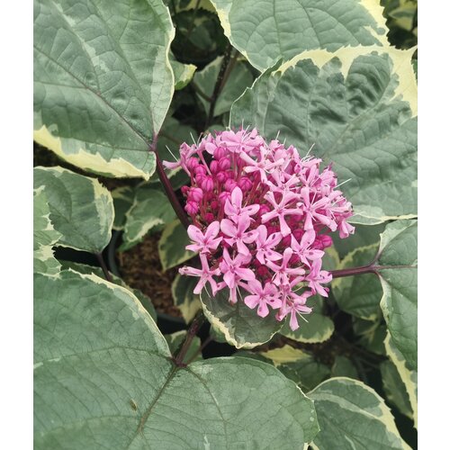 Bloemen-flowers Clerodendrum bungei 'Pink Diamond'