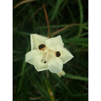 Bloemen-flowers Dietes bicolor - Iris sauvage