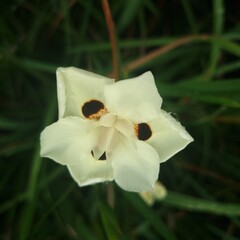 Bloemen-flowers Dietes bicolor - Wild yellow iris