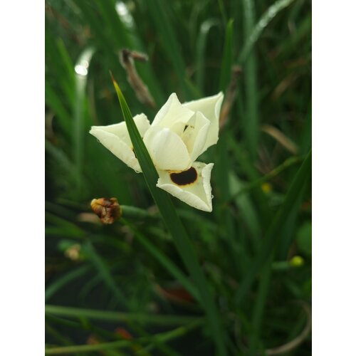 Bloemen-flowers Dietes bicolor - Wilde gele iris