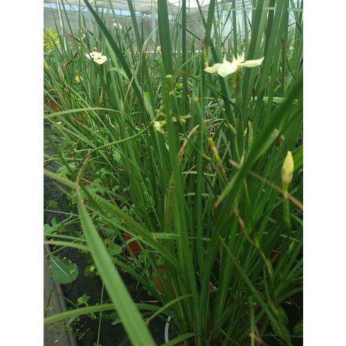 Bloemen-flowers Dietes bicolor - Wild yellow iris