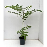 Eetbare tuin-edible garden Toona sinensis  - Onion soup tree