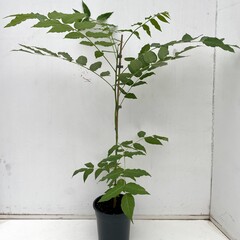 Eetbare tuin-edible garden Toona sinensis  - Onion soup tree