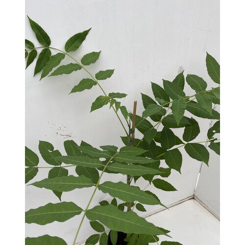 Eetbare tuin-edible garden Toona sinensis  - Uiensoepboom