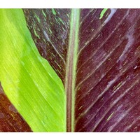 Bananen-bananas Musa siam Ruby - Siam Ruby Banana