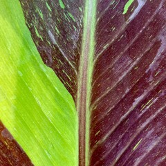Bananen-bananas Musa siam Ruby - Rode siam banaan