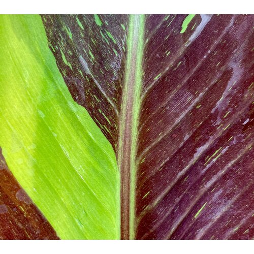 Bananen-bananas Musa siam Ruby - Siam Ruby Banana