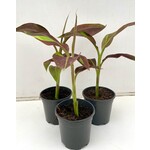 Bananen-bananas Musa siam Ruby - Siam Ruby Banana