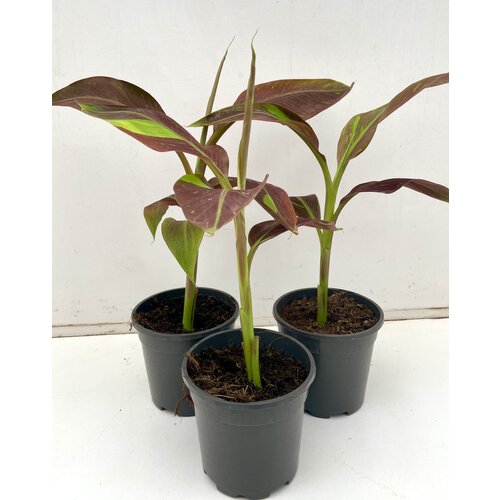 Bananen-bananas Musa siam Ruby - Siam Ruby Banana