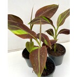 Bananen-bananas Musa siam Ruby - Siam Ruby Banana