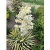 Woestijn-desert Yucca filamentosa Color Guard