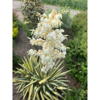 Woestijn-desert Yucca filamentosa Color Guard