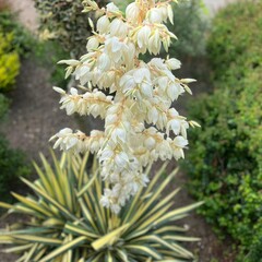 Woestijn-desert Yucca filamentosa Color Guard