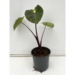 Blad-leaf Colocasia White Lava