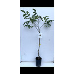 Eetbare tuin-edible garden Juglans regia 'Chandler' - Walnut Tree