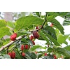 Eetbare tuin-edible garden Morus rubra - red mulberry