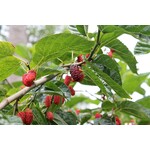 Eetbare tuin-edible garden Morus rubra - red mulberry