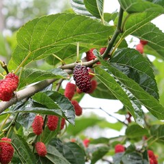 Eetbare tuin-edible garden Morus rubra - Rode moerbei