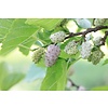 Eetbare tuin-edible garden Morus alba - White mulberry
