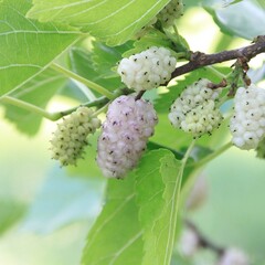 Eetbare tuin-edible garden Morus alba - Witte moerbei