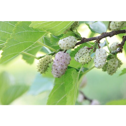 Eetbare tuin-edible garden Morus alba - White mulberry