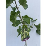Eetbare tuin-edible garden Morus alba - White mulberry