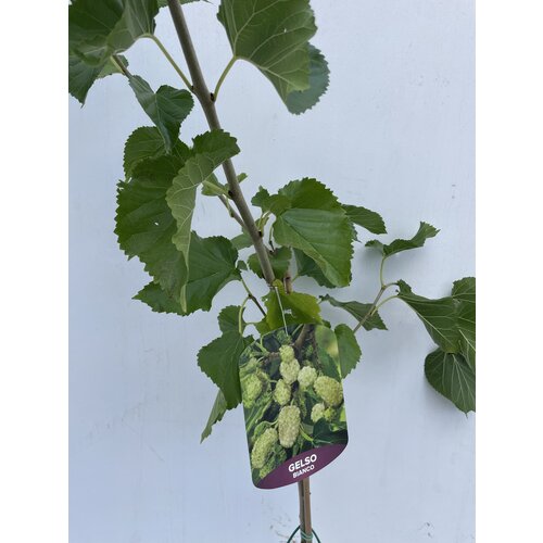 Eetbare tuin-edible garden Morus alba - White mulberry