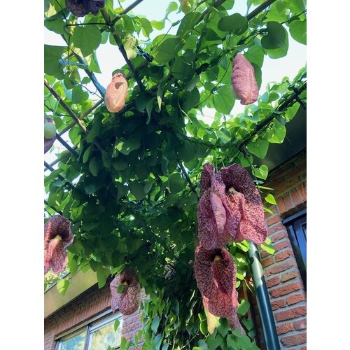 Bloemen-flowers Aristolochia gigantea