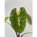 Blad-leaf Colocasia White Lava