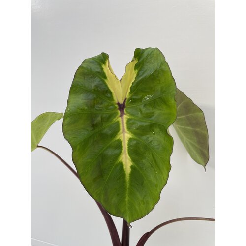 Blad-leaf Colocasia esculenta White Lava
