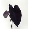 Blad-leaf Colocasia esculenta Black Magic - Olifantenoor