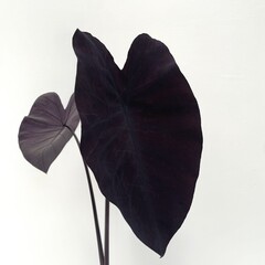 Blad-leaf Colocasia esculenta Black Magic - Oreille d'éléphant