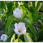 Eetbare tuin-edible garden Cydonia oblonga - Kweepeer - Kweeappel