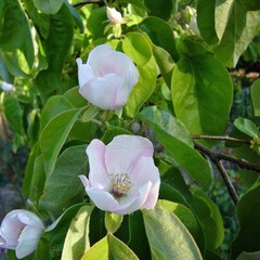 Eetbare tuin-edible garden Cydonia oblonga "Vranja" - Kweepeer - Kweeappel