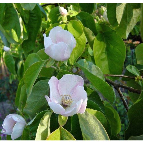 Eetbare tuin-edible garden Cydonia oblonga  "Vranja"- Quince