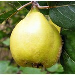 Eetbare tuin-edible garden Cydonia oblonga "Vranja" - Cognassier