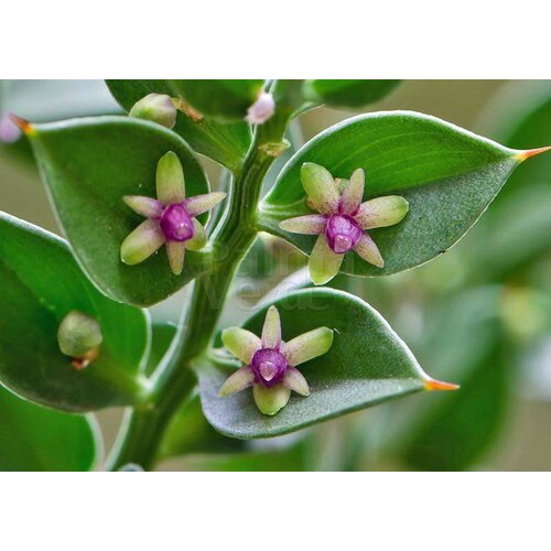 Bloemen-flowers Ruscus aculeatus - Muizedoorn