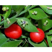 Bloemen-flowers Ruscus aculeatus -  Butcher's-broom