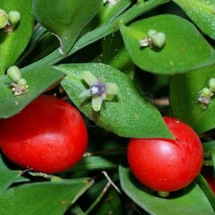 Bloemen-flowers Ruscus aculeatus -  Butcher's-broom