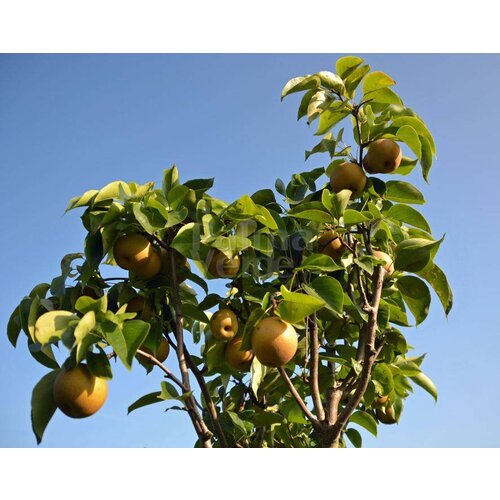 Eetbare tuin-edible garden Pyrus pyrifolia Nashi - Nashi peer