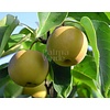 Eetbare tuin-edible garden Pyrus pyrifolia Nashi - Nashi pear