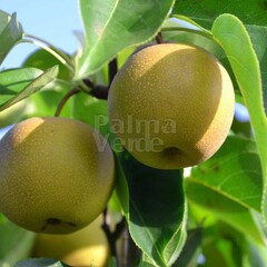 Eetbare tuin-edible garden Pyrus pyrifolia Nashi - Nashi peer
