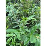 Eetbare tuin-edible garden Eugenia involucrata - Kers van de Rio Grande