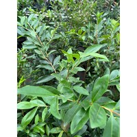 Eetbare tuin-edible garden Eugenia involucrata - Kers van de Rio Grande