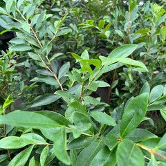 Eetbare tuin-edible garden Eugenia involucrata - Cherry of the Rio Grande