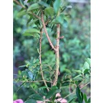 Eetbare tuin-edible garden Eugenia involucrata - Goyavier du Brésil