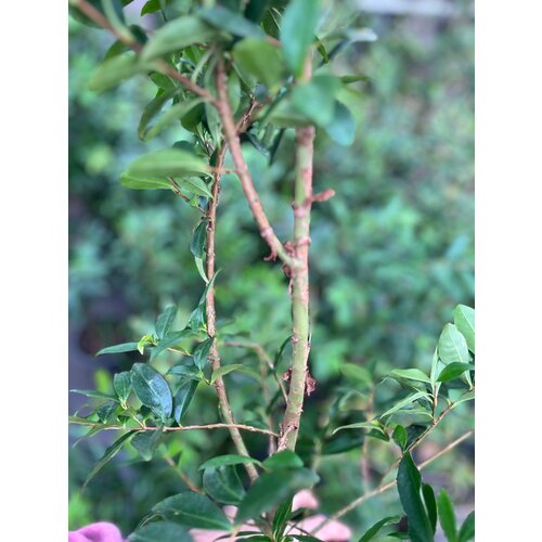 Eetbare tuin-edible garden Eugenia involucrata - Cherry of the Rio Grande